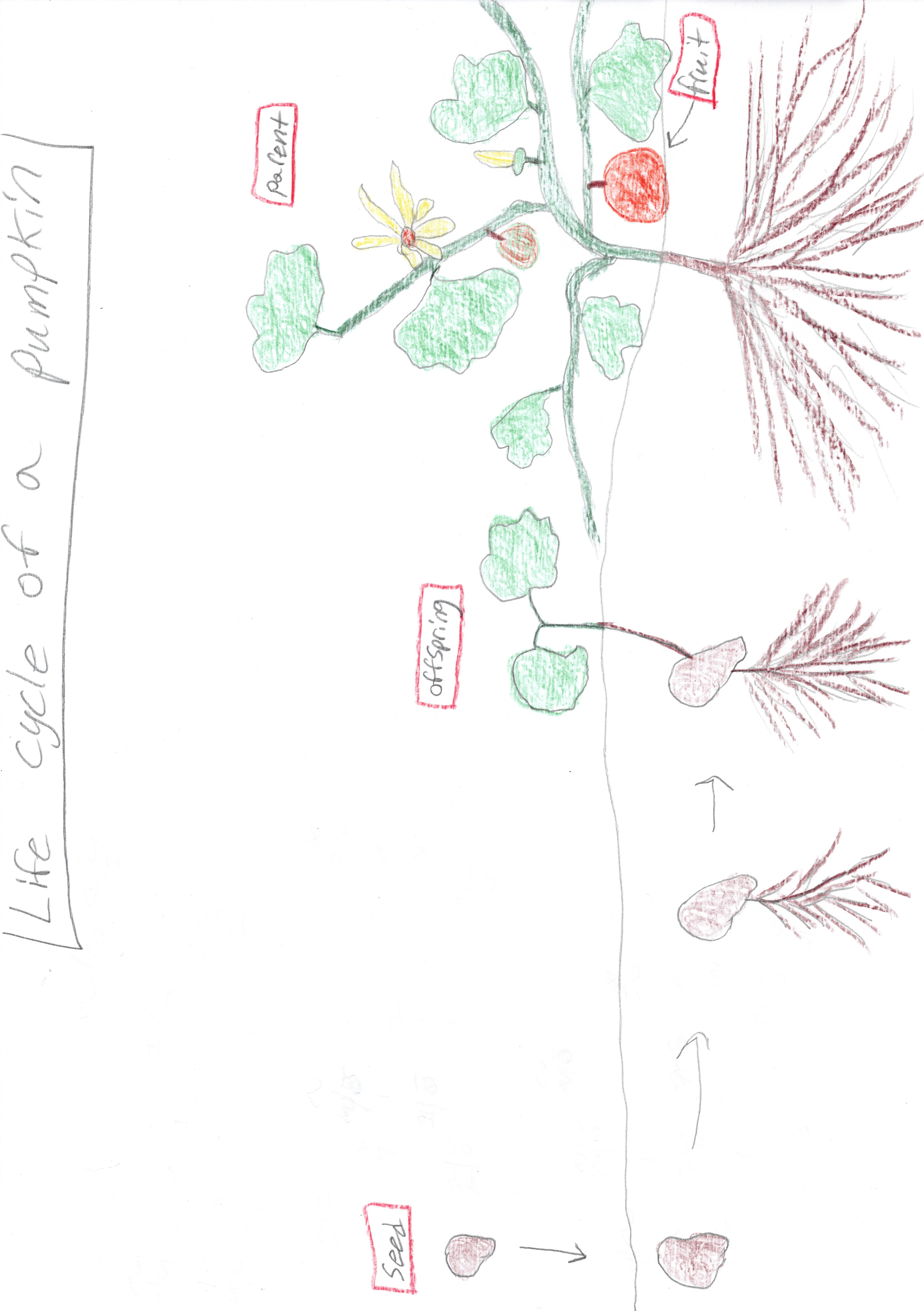 Life Cycle of a Pumpkin